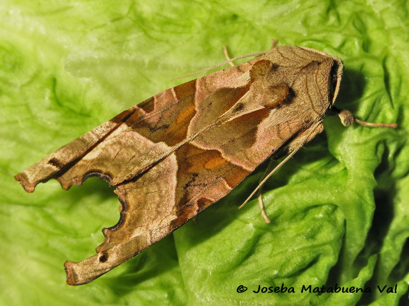 Phlogophora meticulosa - Noctuidae